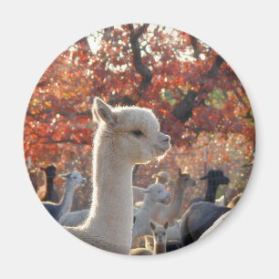 Imán de la alpaca