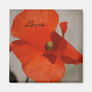 Imán de la amapola del amor