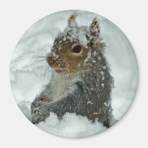 Imán de la Ardilla de Nieve