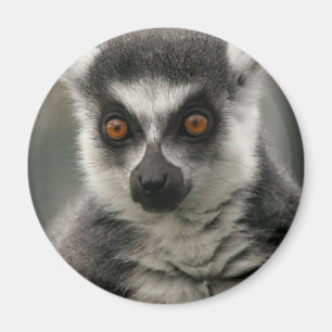 Imán de la cara del Lemur