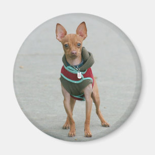 Imán de la chihuahua
