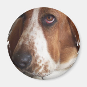 Imán de la circular del perro de Basset Hound