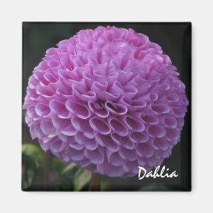 Imán de la dalia de la lavanda