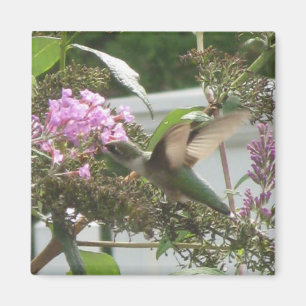 Imán de la danza del colibrí