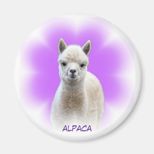 Imán de la esperanza de la alpaca