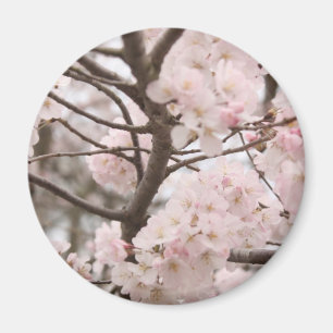 Imán de la flor de cerezo (redondo)