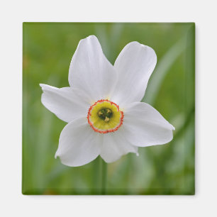 Imán de la flor de Recurvus del narciso