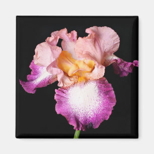 Imán de la flor del iris