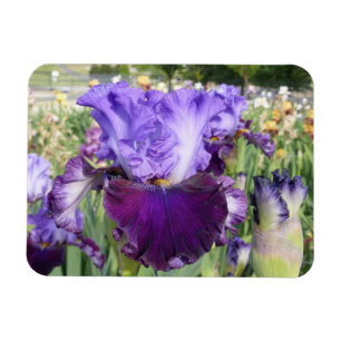 IMÁN de la FLOR del IRIS horizontal