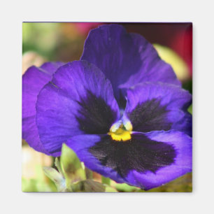 Imán de la flor del pensamiento