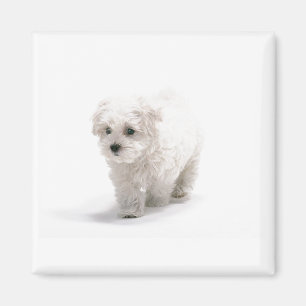 Imán de la foto de Bichon Frise