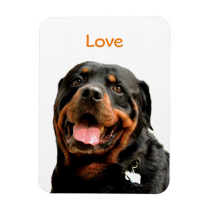 Imán de la foto de Rottweiler
