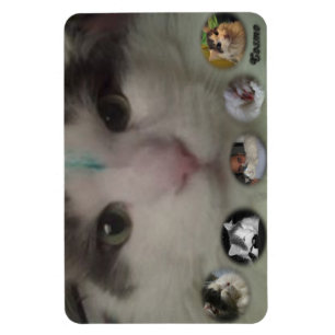 Imán de la foto del collage de Cosmo
