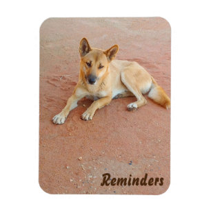 Imán de la foto del Dingo