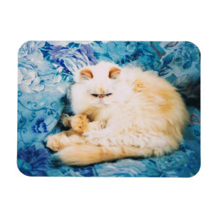 Imán de la foto del gato persa