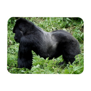 Imán de la foto del gorila del Silverback