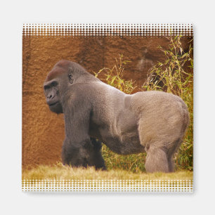 Imán de la foto del gorila del Silverback