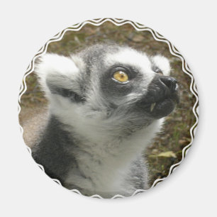 Imán de la foto del Lemur