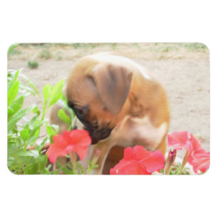 Imán de la foto del perrito 4x6 del boxeador