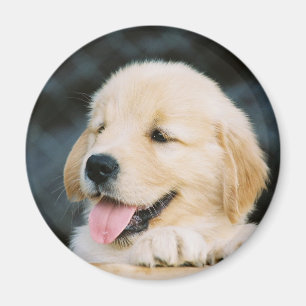Imán de la foto del perrito del golden retriever