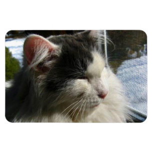 Imán de la foto del personalizado de Cosmo 4 x 6