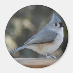 Imán de la foto del titmouse copetudo