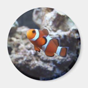 Imán de la fotografía de Clownfish