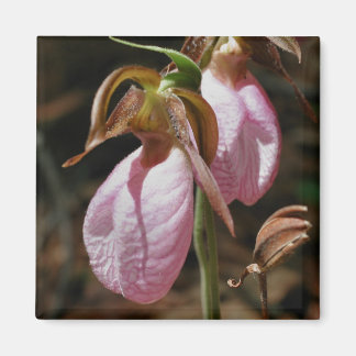 Imán de la fotografía de la flor de señora