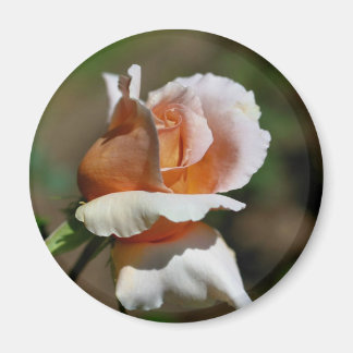 Imán de la fotografía de la flor del capullo de