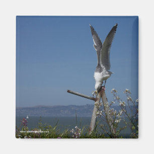 Imán de la gaviota