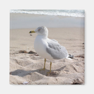 Imán de la gaviota