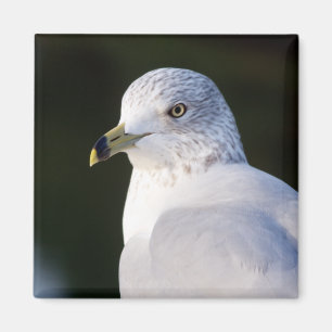 Imán de la gaviota