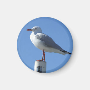 Imán de la gaviota