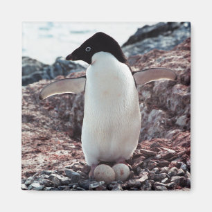 Imán de la jerarquía del pingüino de Adelie