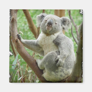 Imán de la koala