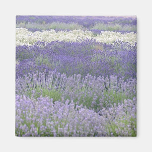 Imán de la lavanda