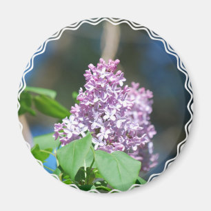 Imán de la lila de la lavanda