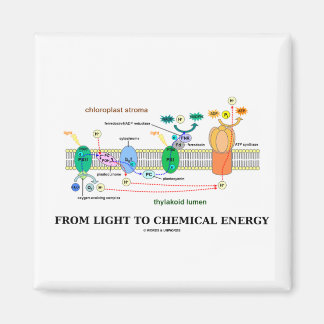 Imán De la luz a la energía química (fotosíntesis)