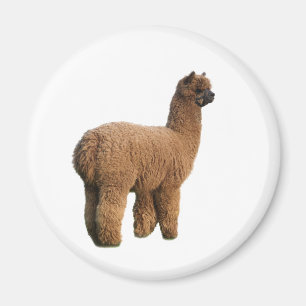 Imán de la magia de la alpaca