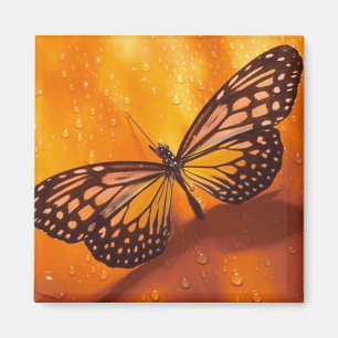 Imán de la mariposa