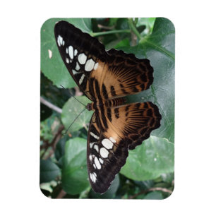 Imán de la mariposa
