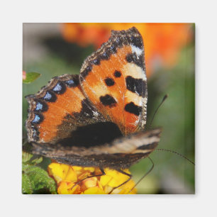Imán de la mariposa