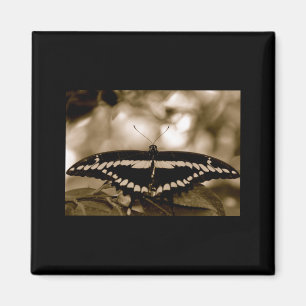 Imán de la mariposa de B/W