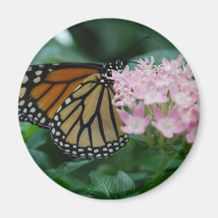 Imán de la mariposa de monarca