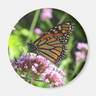 Imán de la mariposa de monarca