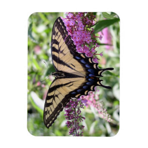Imán de la mariposa de Swallowtail