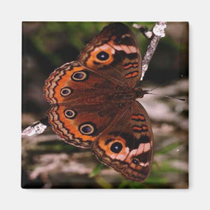 imán de la mariposa del naranja-ala