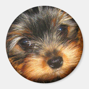 Imán de la mirada furtiva Yorkie