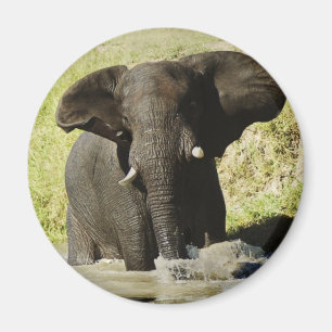 Imán de la natación del elefante (elefante