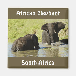 Imán de la natación del elefante (elefante